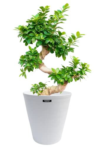 観葉植物 7号 ガジュマル」の人気商品一覧 | 安い商品を通販サイトから